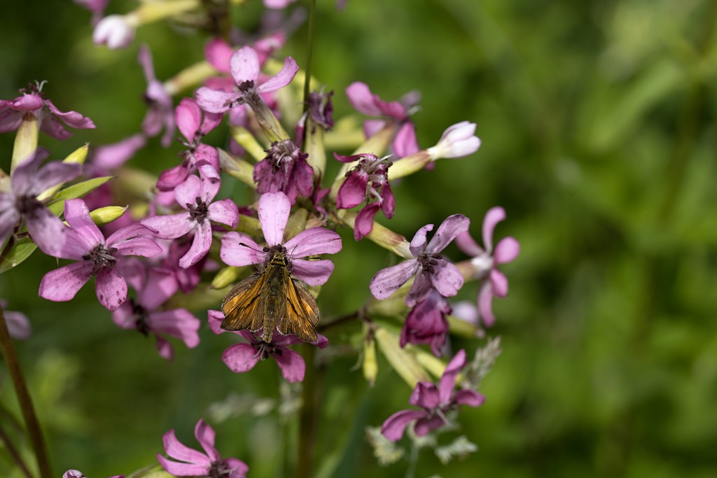 Ochlodes sylvanus Groot dikkopje vlinder vlinders nederland insect insecten lepidoptera rups dagvlinder nachtvlinder mot motten pop larve